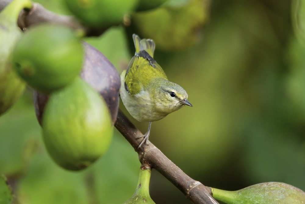 1000 elementów drewnianych puzzli dla dorosłych, Warbler Bird Animal, kreatywne puzzle intelekt świata, trudne puzzle dla rodziców i dzieci, do spersonalizowania