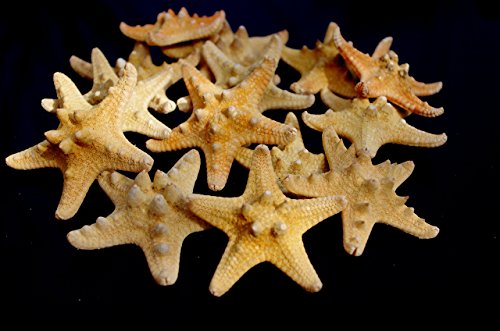 5 Small Starfish SeaShells, Brown, 6 - 8 cm - Image 3