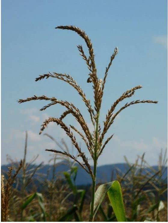 Miniatura 4 de North Georgia Still Company 's Bloody Butcher Maíz molido, 5 libras para whisky Moonshine