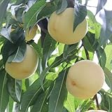 3 piezas semillas de durazno, frutas exóticas, plantas perennes resistentes Semillas de melocotón, Prunus persica, melocotonero, invernadero columnar de frutas de interior semillas