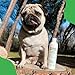 Doxel Senior-500ml Aceite para perros| Suplemento| Antiinflamatorio| Anti envejecimiento| Articulaciones sanas| Sistema...