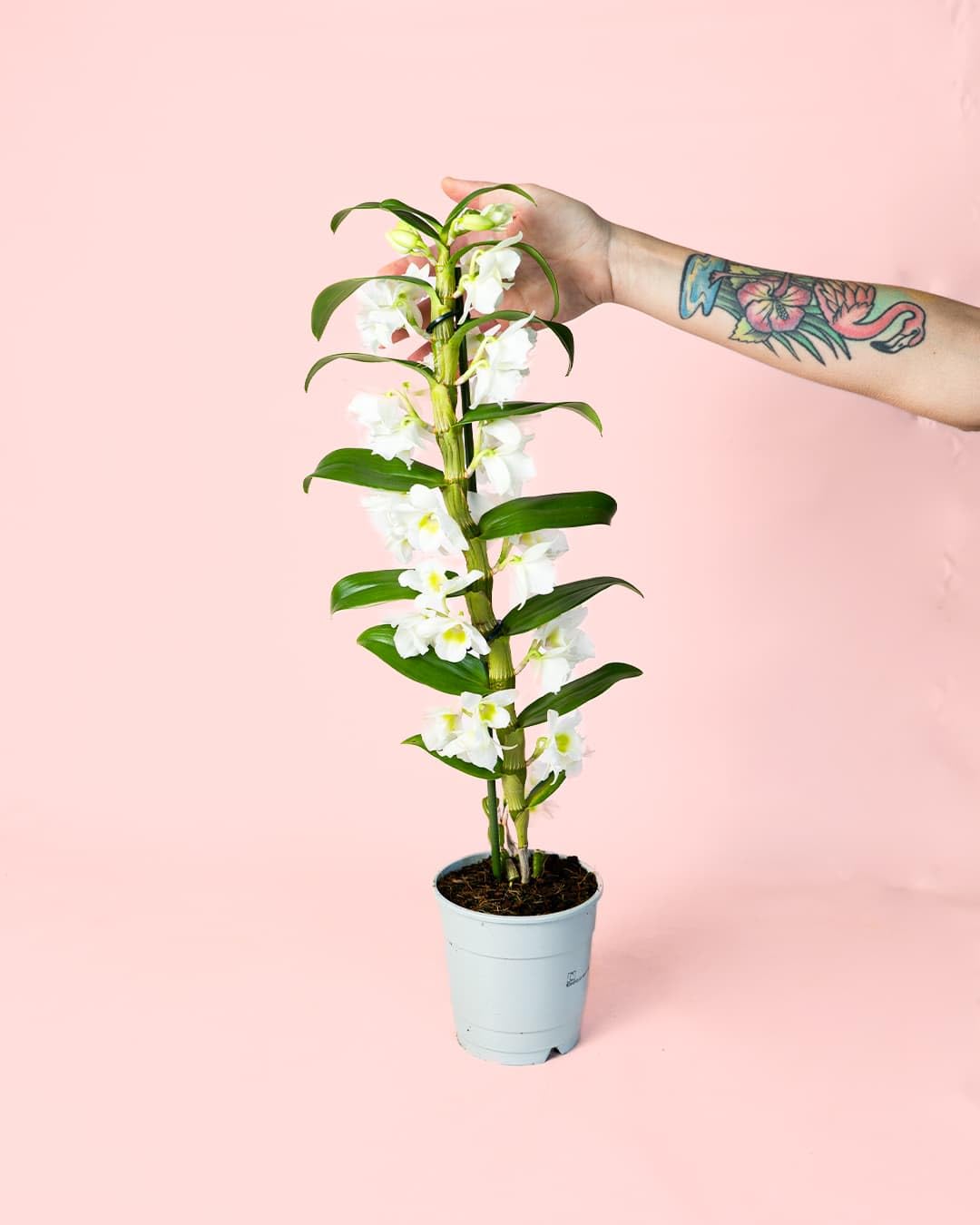 Orquídea Dendrobium Nobile | Planta con Flor Natural | Pur Plant