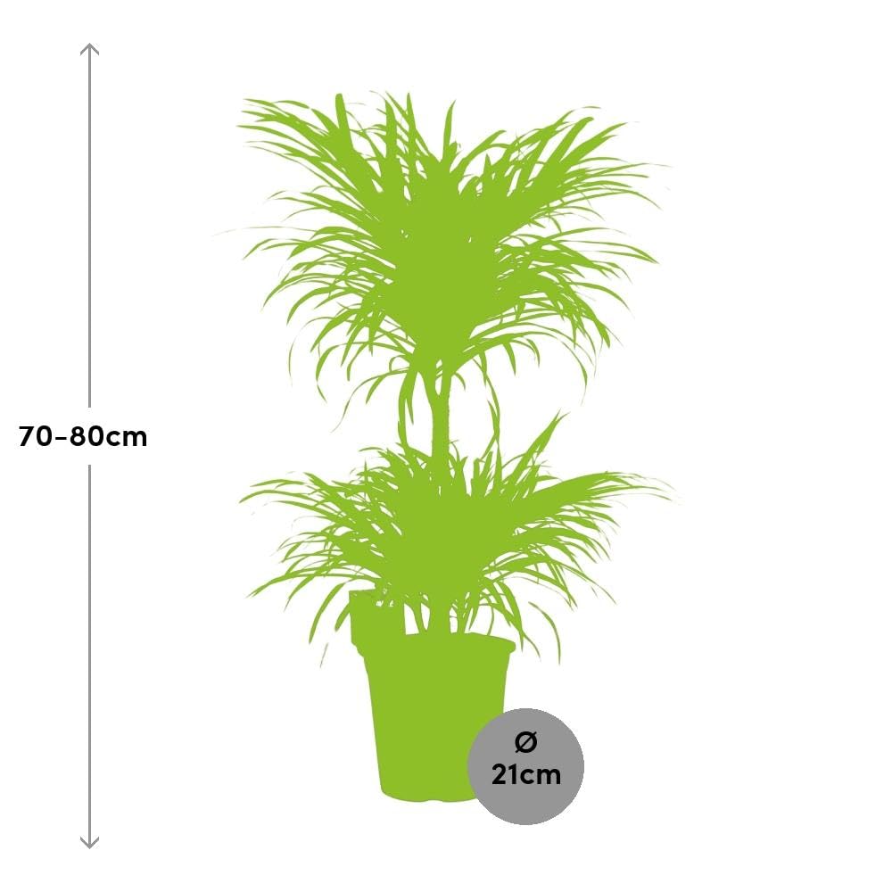 Grnpflanze - Drachenbaum (Dracaena reflexa Anita) - Hhe: 80 cm - von  Botanicly : Amazon.de: Garten