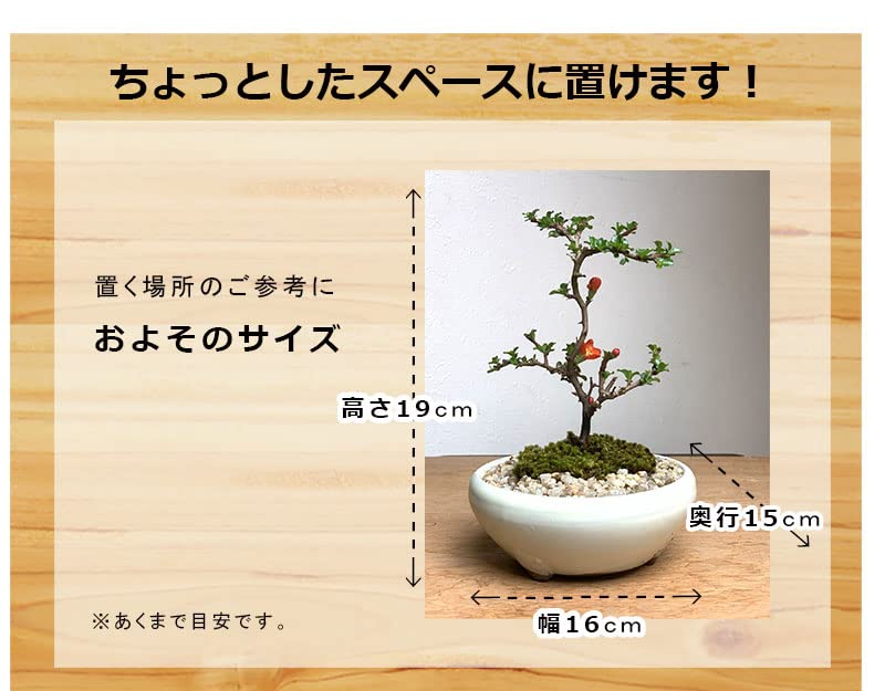 Amazon.co.jp: 【開花時期は3月頃と11月頃。冬は落葉します】年に数