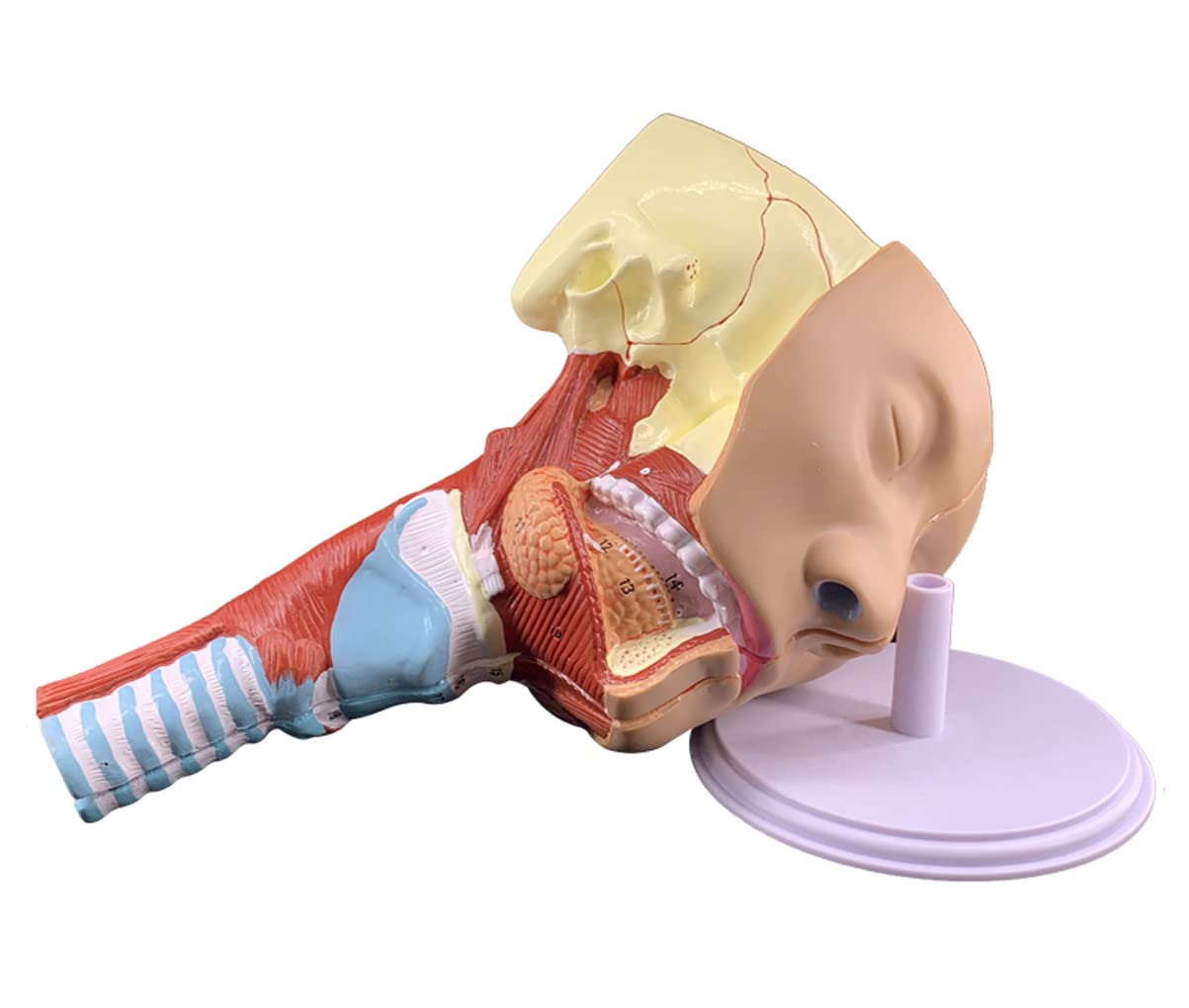 Insegnamento Medico Modello di Gola Laringe Trachea Muscolo faringeo Modello di Anatomia Bocca, Naso e Modello nasale Lingua Muscolo Anatomia Modello di Testa Naturalmente Grande