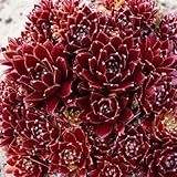 Sempervivum x cult. 'Pickwick' 9x9 cm Topf – Winterhart, Immergrün, Pflegeleicht – Hauswurz – Bodendecker für Steingarten & Dachbegrünung