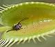 Venusfliegenfalle - ca. 20 Samen - Dionaea muscipula - fleischfressende Pflanze die neben Fliegen auch Spinnen, Ameisen und sogar Wespen fangen kann