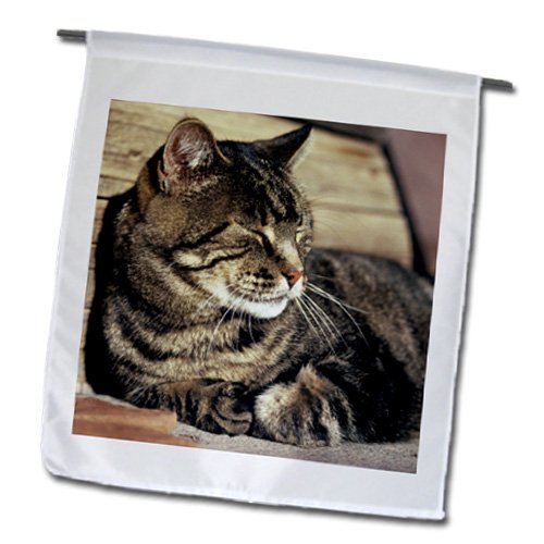 Amazon.com: 3dRose Utah, Capitol Reef Np Sleeping Tabby Cat-US45  RER0114-Ric Ergenbright Ceramic Mug, 15 oz, White : Home & Kitchen 3drose  Danita Delimont – Cats – ユタ州、議会議事堂Reef NP。Sleeping Tabby Ca 3drose Danita Delimont – Cats – ユタ州、議会議事堂Reef NP。Sleeping Tabby Ca