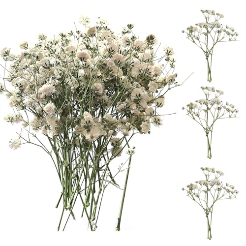 SURALIN 50 Piezas Gypsophila Blanca Seca, Flores Secas Decorativas Naturales Pequeñas Flores Secas Decorativas Fabricación de Tarjetas de Boda