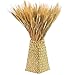 Yarlung 300 Stems 16 Inch Dried Wheat Sheaves, Natural Wheat Stalks Bundle Fall Arrangement for DIY Craft, Home Table, Wedding