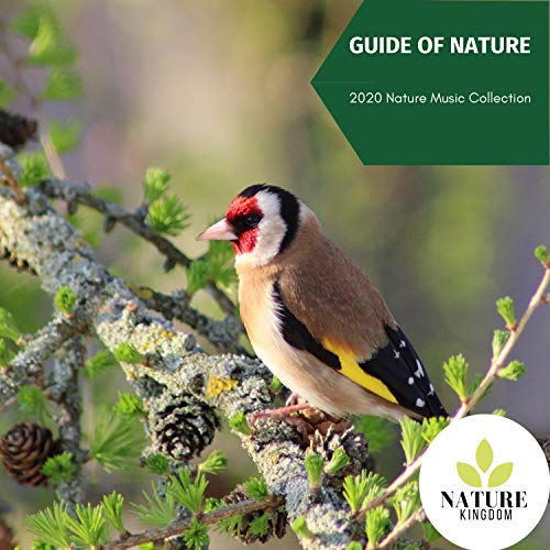 Amazon Music - Calming Sounds, Nature RadianceのGuide of Nature - 2020 ...