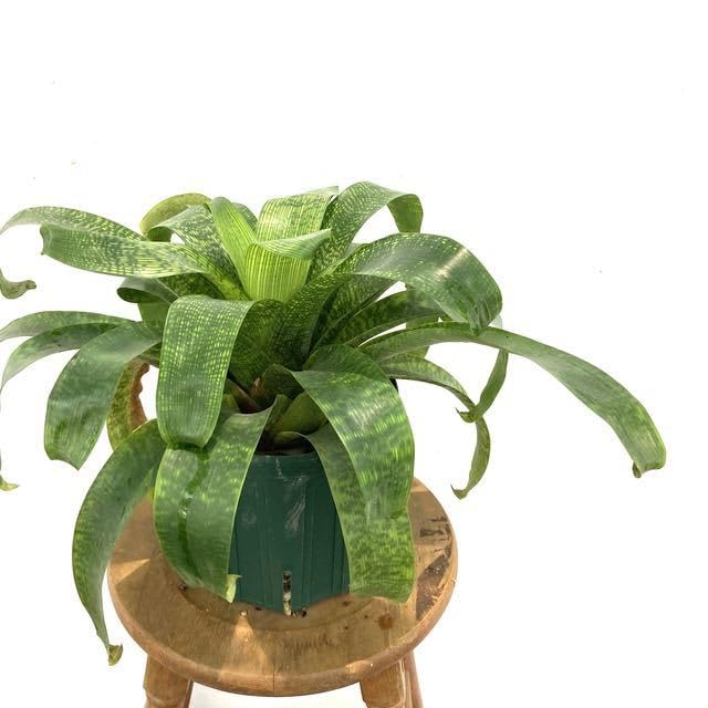 Amazon.co.jp: (現品) フリーセア フェネストラリス (No.61721