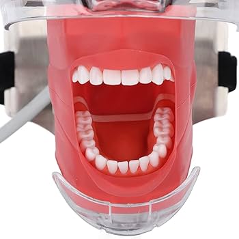 Amazon.co.jp: 人体模型 歯科教育用頭部モデル 口腔シミュレーション