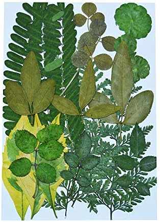 UOKWIWI Real Dried Pressed Flowers Assorted Colorful Daisies Leaves Hydrangeas for Art Craft DIY - 1 Pack Size 9