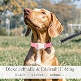 Hundehalsband mit Namen Telefonnummer - Halsband Hund Personalisiert, Bequeme, Einzigartige Halsbänder, Geeignet für Kleine, Mittelgroße und Große Hunde und Katzen(S,Blau)