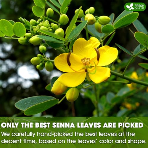 Image of FreshDrinkUS, Premium 135 Senna Leaf Tea Bags for Constipation, Supports Your Cardiovascular System, 100% Natural & Pure. Loose Leaf Senna Herbal Tea, Made with Natural Material Tea Bags. Non GMO, No Sugar / Caffeine / Gluten, Vegan.