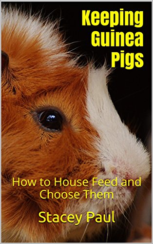 how to keep guinea pigs