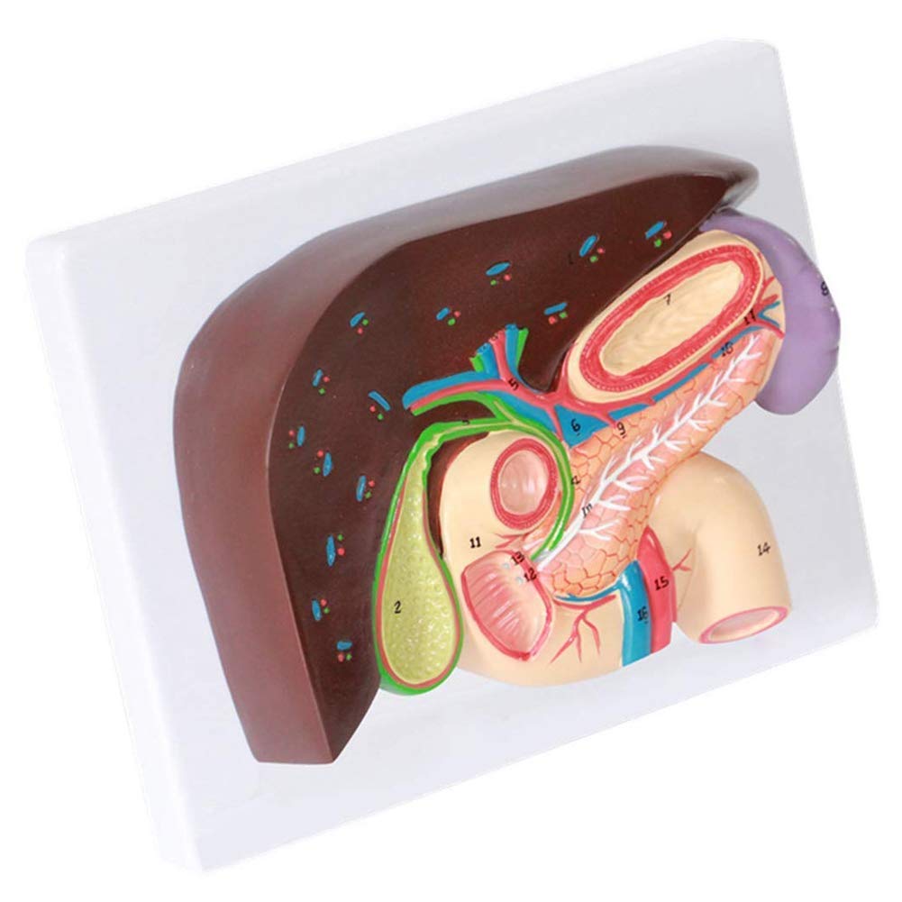 JL Gastric Section Model Liver Anatomy Hepatopancreatic Duodenum Model Gallbladder Pancreas Digestive for Science Classroom Study Display Teaching