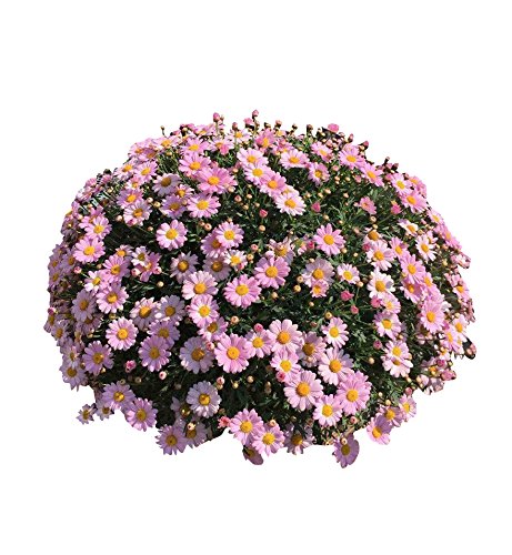 Futaba Ground-cover Chrysanthemum Seeds - Baby Pink - 100 Pcs-image-40