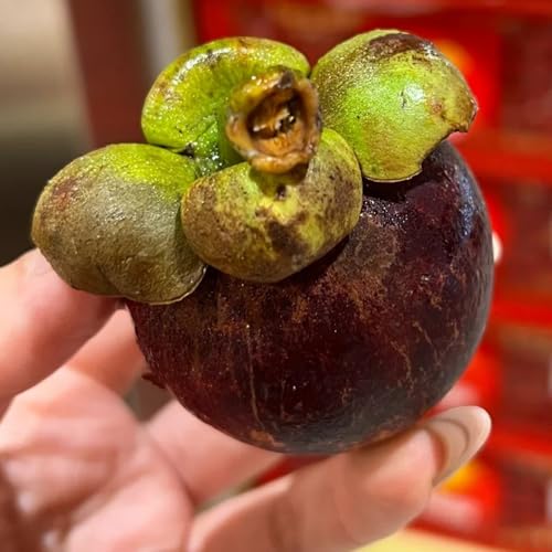 Mangostan Semillas Marca Generic