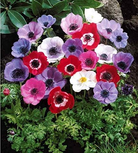 Amazon Co Jp 30アネモネ デ カーンの混合色春夏多年生植物花の球根 Diy 工具 ガーデン