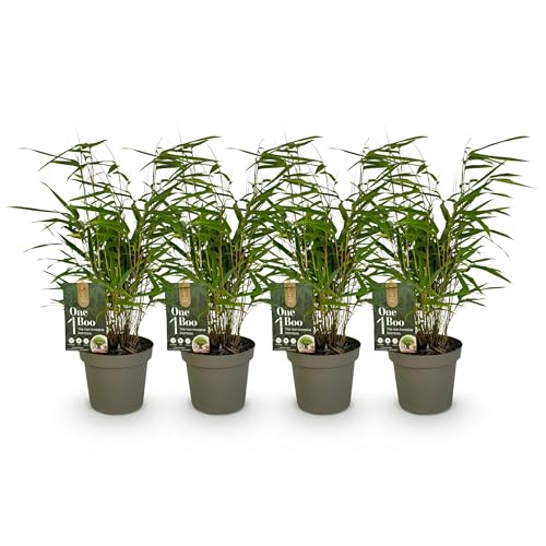GreenboutiQ - Bambou - Fargesia - Vert - 4 Plantes - Persistant - Non Envahissant - Pot 14cm Hauteur 35cm