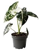 Harro's Pflanzenwelt