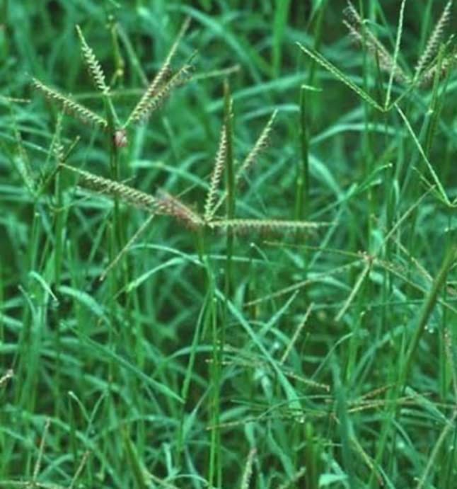 Doob Grass Plant (1 Live Healthy Plant) With Pot (B0BQJLCRKF) Amazon Price History, Amazon Price Tracker