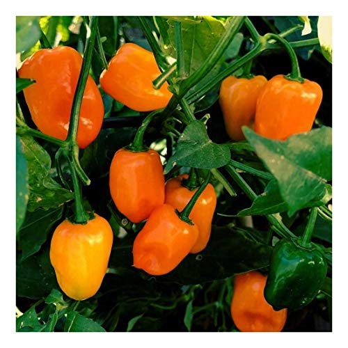 Rucola - Salatrauke - einjährig - rucola coltivata - 200 Semi