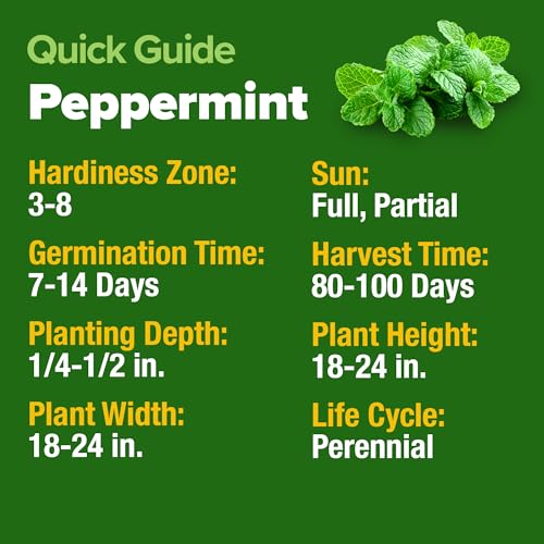 Image of HOME GROWN Non GMO Peppermint Seeds Pack 2,370 Heirloom Mint Seeds for Planting. Grow Peppermint Plants in Your Herb Garden Indoors or Outdoors (Mentha x piperita)