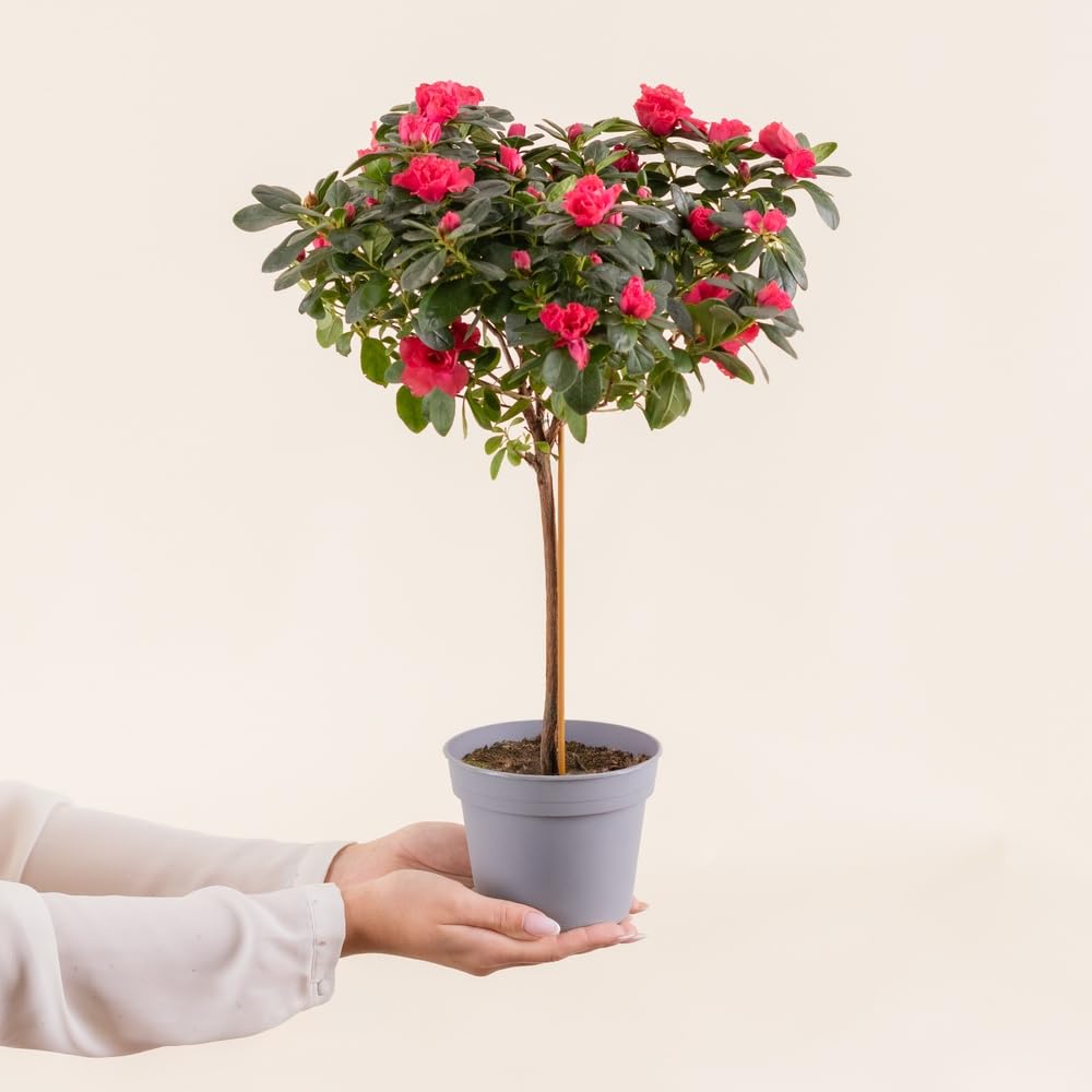 Azalée Tige Rose avec Cache Pot 45/50 cm Fleurs Fraiches Plante Florissante Cadeau Mamie