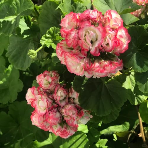 semillas de geranio perenne - Decoración salón jardín plantas Semillas de abejas de pasto perenne semillas de plantas semillas de pradera Decoración de jardín para exteriores semillas 250pcs