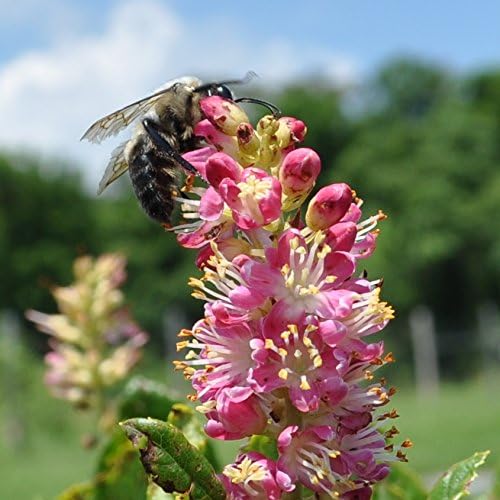 Coastal sweetpepperbush (Clethra alnifolia)
