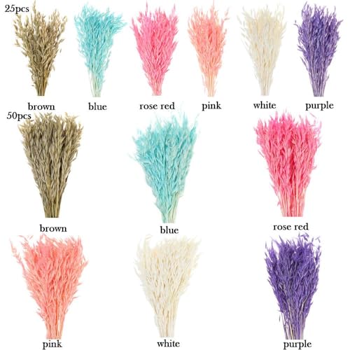 Hierba Pampas Grande 25 Piezas Natural Seco Decoración miniatura 6