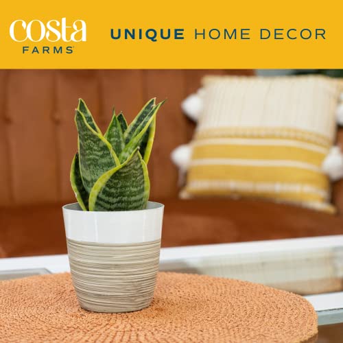 Costa Farms Snake Plant, Easy Care Live Indoor Plant In Décor Planter, Beautiful Clean Air Purifying Houseplant, Boho Home And Room Décor, Housewarming Gift, 8-Inches Tall #TOP5