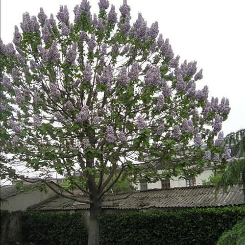 100 pezzi di semi di Paulownia Elongata foresta a crescita rapida albero giardino domestico semi di giardinaggio per piantare ora Semi di Paulownia