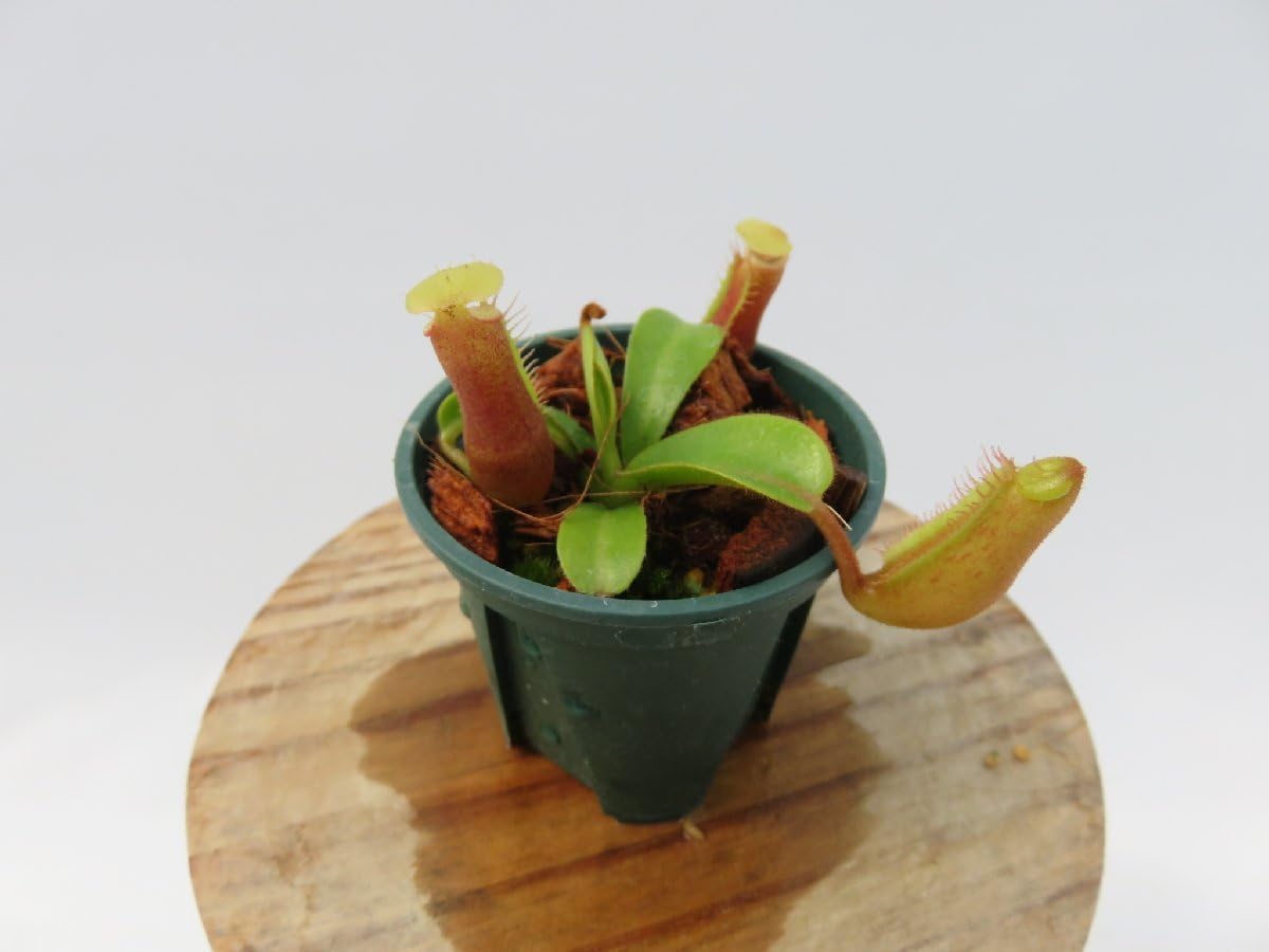 N.edwardsiana #51 Yellow Porling Ranau x Veitchii Bario Y's 2022