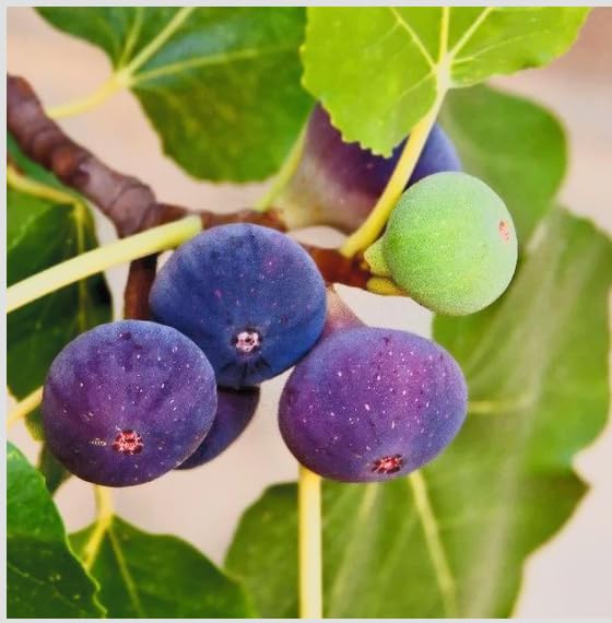 Chicago Hardy Fig Tree Live Plant Ficus carica Sweet Purple Fruit Cold Hardy Self-Pollinating Ornamental Edible Fruit Tree
