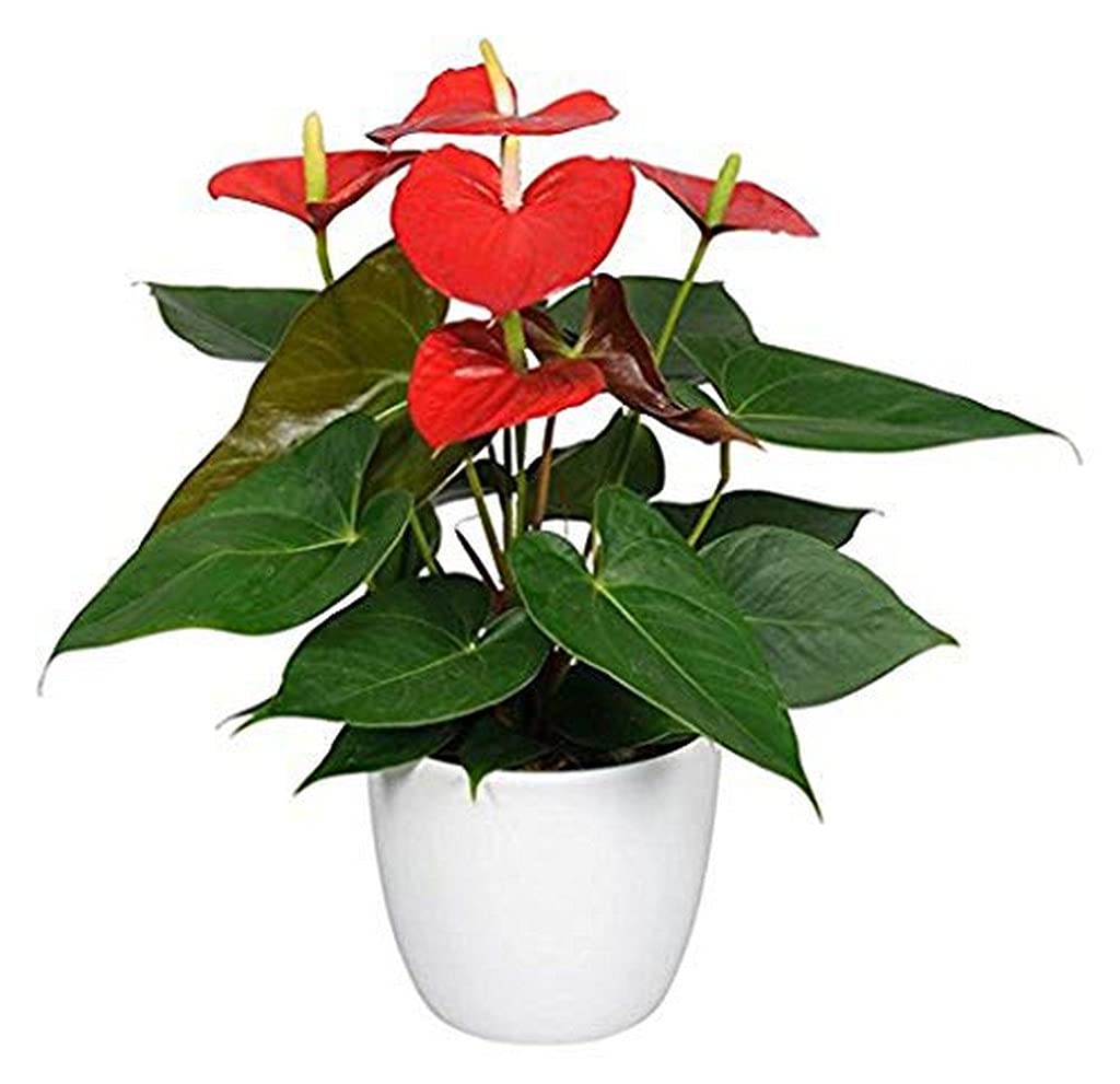 Ohhsome Rare Exotic Flamingo Flower Miniature Mini White Anthurium Real Plant Red_Anthurium (Healthy Live Plant) (B09HN69N3S) Amazon Price History, Amazon Price Tracker