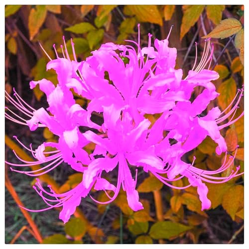 Winterhart pflanzen,Luftreinigung, Lebende Pflanzen,Mysteriöse magische Glühbirne, Blumenzwiebel Mix, Mehrjährige winterhart-2 lycoris radiata zwiebeln