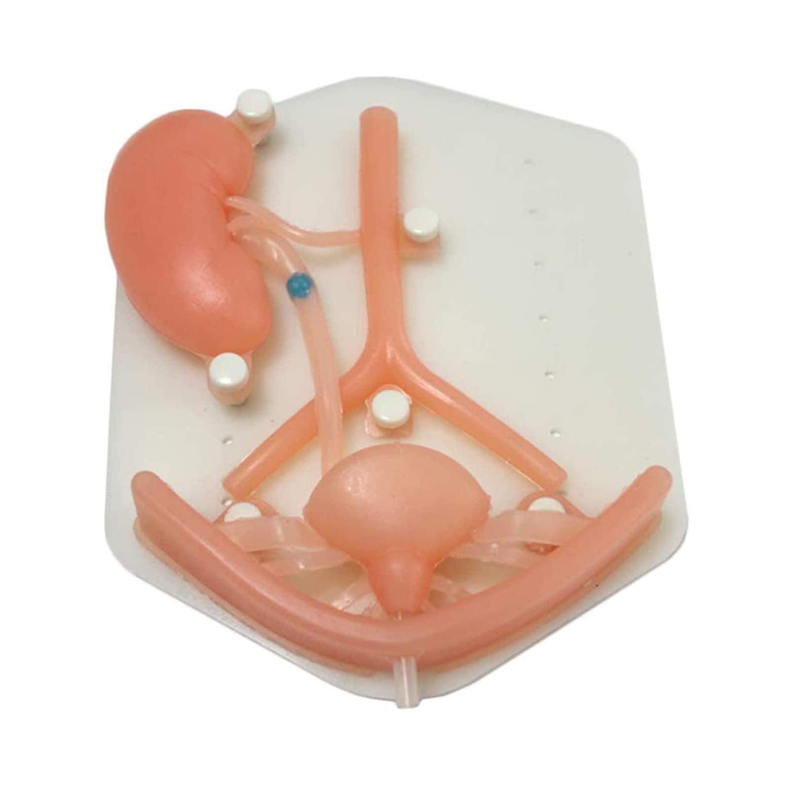 Urinary System Model, Scientific Anatomy Model of Male Urinary System, Features Kidneys with Adrenal Glands, Ureters, and Bladder, Bladder prostate, urethra, Silicone for Laparoscopic Training Box