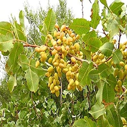 See full amazon price history chart for SANJU Live Pista Badam Plant/Pistachio Nut Plant/Healthy Pistachio Nut Plant 1.5-2FT Plant Heghit SANJU Live Pista Badam Plant/Pistachio Nut Plant/Healthy Pistachio Nut Plant 1.5-2FT Plant Heghit (B0CMCT9827) Amazon Price History, Amazon Price Tracker