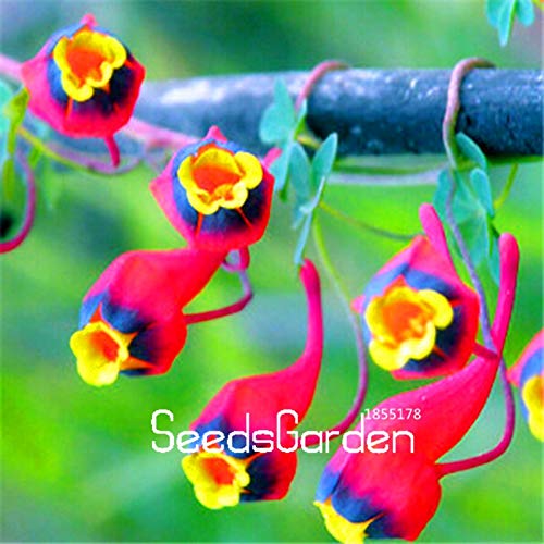 SVI freschi 10 pezzi Hanging nasturzio Fiore Seed per la Semina mescolati 3