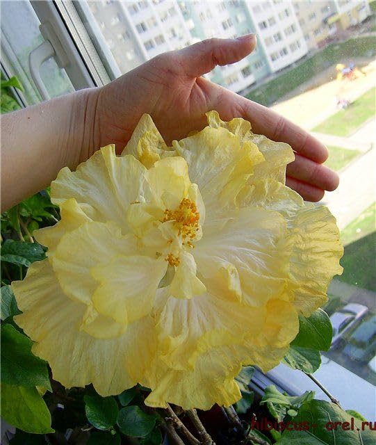 BeGrin Taiwan Yellow Hibiscus Grafted Live Plant Rose Mallow Multi Colour Bi colour Double Colour Joba Flower Live Plant Chinese Hibiscus China Rose Shoeblack Plant Bloom in 1 month Code=T0047 (B0D5P11CX6) Amazon Price History, Amazon Price Tracker
