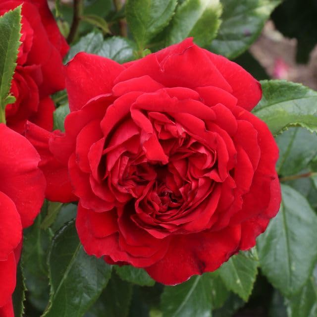 Amazon.com : Heirloom Roses Rose Plant - Citiscape® Bordeaux