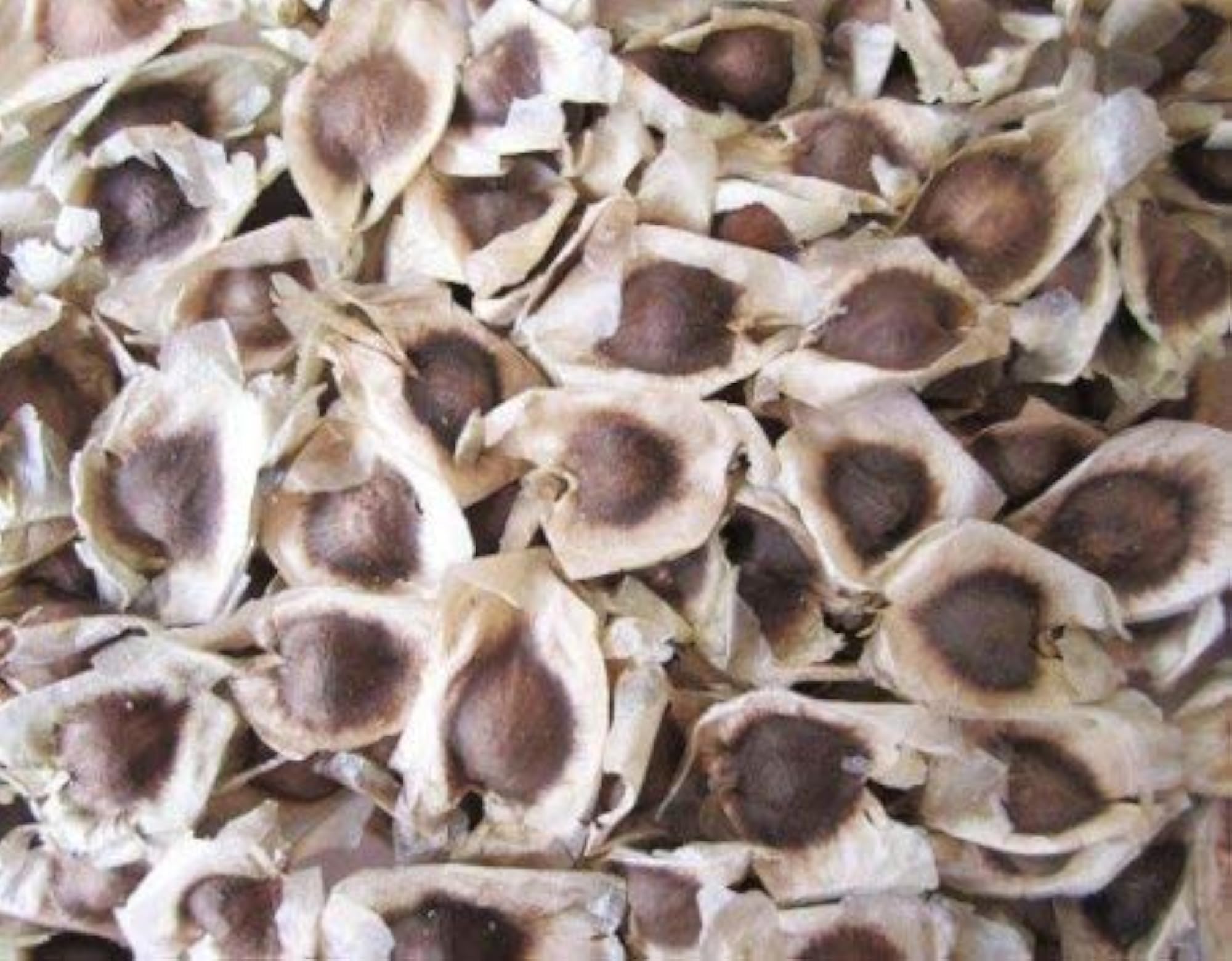 3V PRODUCTS Moringa Seed Powder 25g