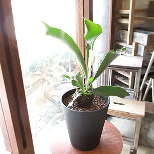 日本正規品 観葉植物 コウモリラン ビカクシダ ネザランス 7号 吊り鉢 送料無料 注目の