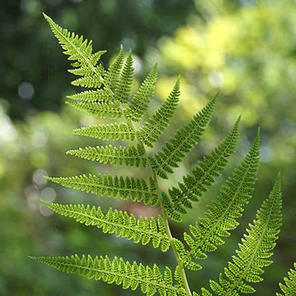 6x Frauenfarn - Athyrium filix-femina - Topf 9x9cm - Eleganter Schattenfarn für Garten