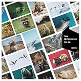 42thinx - Ansichtskarten Set Tiere I tierische Motiv Postkarten I Chromokarton 300g Papier A6 I 26 Premium Postkarten mit eindrucksvollen Bildern von Tieren I Postcrossing Postkarten Tiermotive