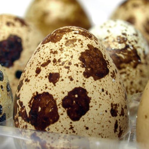 Amazon 日常の食材 うずら卵 1パック10玉入 さんきん うずらの卵 通販